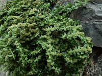 Herniaria latifolia 4, Saxifraga-Ed Stikvoort : Refugio de Aliva - Sotres s9900