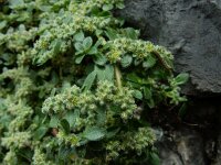 Herniaria latifolia 5, Saxifraga-Ed Stikvoort : Refugio de Aliva - Sotres s9900
