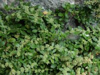 Herniaria latifolia 6, Saxifraga-Ed Stikvoort : Refugio de Aliva - Sotres s9900