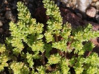 Herniaria latifolia 7, Saxifraga-Rutger Barendse