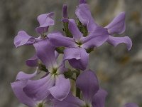 Hesperis laciniata 4, Saxifraga-Willem van Kruijsbergen