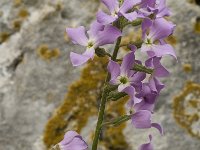 Hesperis laciniata 5, Saxifraga-Jan van der Straaten