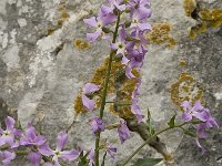 Hesperis laciniata 7, Saxifraga-Jan van der Straaten