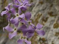 Hesperis laciniata 9, Saxifraga-Willem van Kruijsbergen