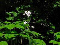 Hesperis matronalis 10, Damastbloem, Saxifraga-Ed Stikvoort