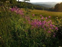 Hesperis matronalis 13, Damastbloem, Saxifraga-Ed Stikvoort