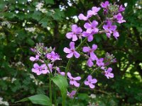 Hesperis matronalis 15, Damastbloem, Saxifraga-Ed Stikvoort