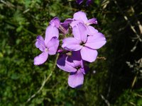 Hesperis matronalis 17, Damastbloem, Saxifraga-Rutger Barendse