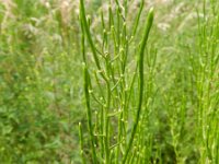 Hesperis matronalis 19, Damastbloem, Saxifraga-Rutger Barendse