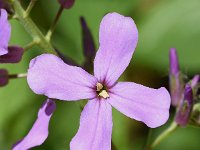 Hesperis matronalis 23, Damastbloem, Saxifraga-Sonja Bouwman  860. Damastbloem - Hesperis matronalis - Brassicaceae familie (i) Voerendaal, Woerden, Tienhoven