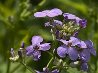 Hesperis matronalis 7, Damastbloem, Saxifraga-Jan van der Straaten