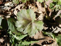 Heuchera sanguinea 3, Gewoon purperklokje, Saxifraga-Rutger Barendse