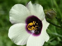 Hibiscus trionum 10, Drie-urenbloem, Saxifraga-Sonja Bouwman  980. Drie urenbloem - Hibiscus trionum - Malvaceae familie (zw)