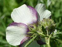 Hibiscus trionum 11, Drie-urenbloem, Saxifraga-Sonja Bouwman  980. Drie urenbloem - Hibiscus trionum - Malvaceae familie (zw)