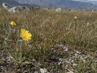 Hieracium alpinum 22, Saxifraga-Willem van Kruijsbergen