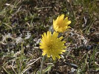 Hieracium alpinum 23, Saxifraga-Willem van Kruijsbergen