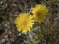 Hieracium alpinum 24, Saxifraga-Willem van Kruijsbergen
