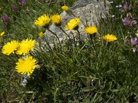 Hieracium alpinum 4, Saxifraga-Willem van Kruijsbergen