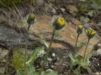 Hieracium alpinum 9, Saxifraga-Willem van Kruijsbergen