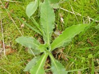 Hieracium amplexicaule 6, Stengelomvattend havikskruid, Saxifraga-Rutger Barendse