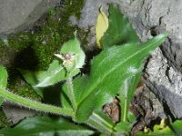 Hieracium amplexicaule 9, Stengelomvattend havikskruid, Saxifraga-Rutger Barendse