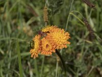 Hieracium aurantiacum 14, Oranje havikskruid, Saxifraga-Willem van Kruijsbergen