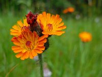 Hieracium aurantiacum 3, Oranje havikskruid, Saxifraga-Ed Stikvoort