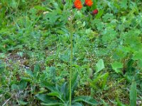 Hieracium aurantiacum 7, Oranje havikskruid, Saxifraga-Ed Stikvoort