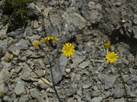 Hieracium bifidum 4, Saxifraga-Jan van der Straaten