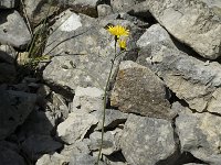 Hieracium bifidum 5, Saxifraga-Jan van der Straaten