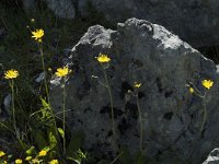 Hieracium caesium 2, Saxifraga-Marijke Verhagen