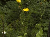 Hieracium caesium 5, Saxifraga-Jan van der Straaten