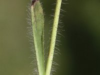 Hieracium caespitosum 3, Weidehavikskruid, Saxifraga-Peter Meininger