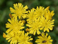 Hieracium caespitosum 6, Weidehavikskruid, Saxifraga-Sonja Bouwman  890. Weidehavikskruid - Hieracium caespitosum - Asteraceae familie (i)