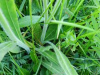 Hieracium cymosum 2, Saxifraga-Rutger Barendse