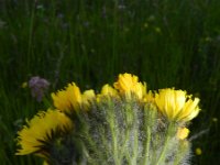 Hieracium cymosum 3, Saxifraga-Rutger Barendse