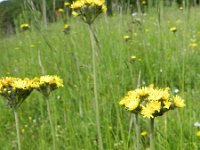 Hieracium cymosum 5, Saxifraga-Rutger Barendse