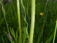 Hieracium cymosum 6, Saxifraga-Rutger Barendse