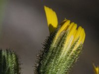 Hieracium glaucinum 2, Vroeg havikskruid, Saxifraga-Rutger Barendse