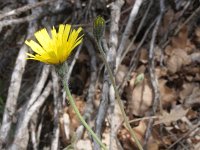 Hieracium glaucinum 6, Vroeg havikskruid, Saxifraga-Rutger Barendse