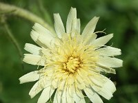 Hieracium intybaceum 13, Saxifraga-Sonja Bouwman  Hieracium intybaceum - Asteraceae familie; Susch (Zw)