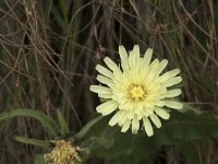 Hieracium intybaceum 15, Saxifraga-Willem van Kruijsbergen