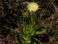 Hieracium intybaceum 7, Saxifraga-Ed Stikvoort