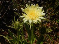 Hieracium intybaceum 8, Saxifraga-Ed Stikvoort