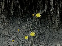 Hieracium lachenalii 2, Dicht havikskruid, Saxifraga-Jan van der Straaten