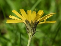 Hieracium laevigatum 9, Stijf havikskruid, Saxifraga-Sonja Bouwman  990. Stijf havikskruid - Hieracium laevigatum - Asteraceae familie (i)