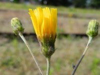 Hieracium maculatum 4, Bochtig havikskruid, Saxifraga-Rutger Barendse