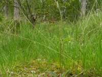 Hieracium maculatum 8, Bochtig havikskruid, Saxifraga-Rutger Barendse