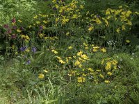 Hieracium maculatum 9, Bochtig havikskruid, Saxifraga-Willem van Kruijsbergen