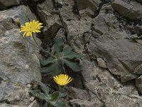 Hieracium mixtum